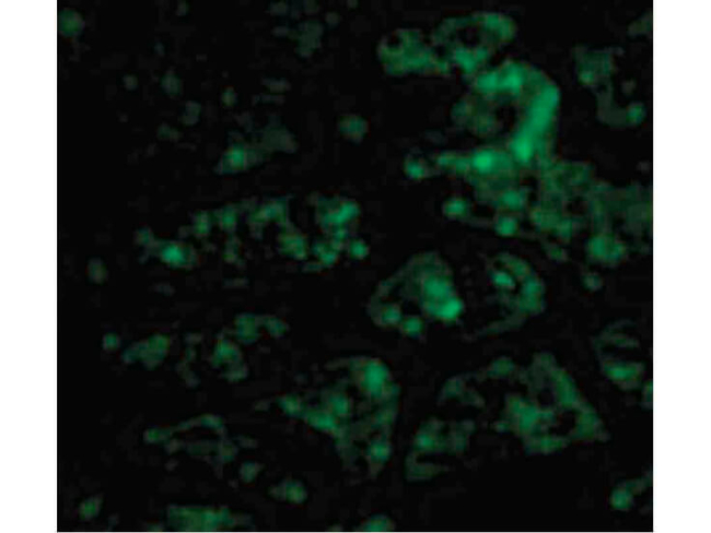 CTRP1 Antibody in Immunocytochemistry (ICC/IF)
