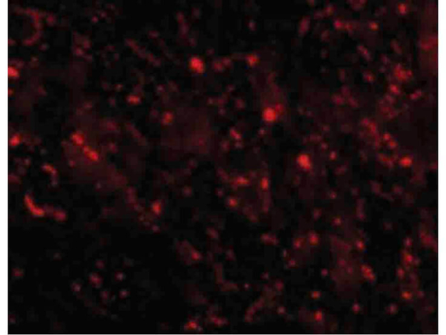 CTRP3 Antibody in Immunocytochemistry (ICC/IF)