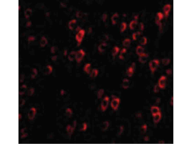 CTRP4 Antibody in Immunocytochemistry (ICC/IF)