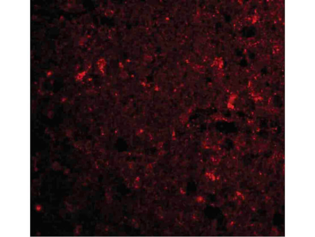CTRP4 Antibody in Immunocytochemistry (ICC/IF)