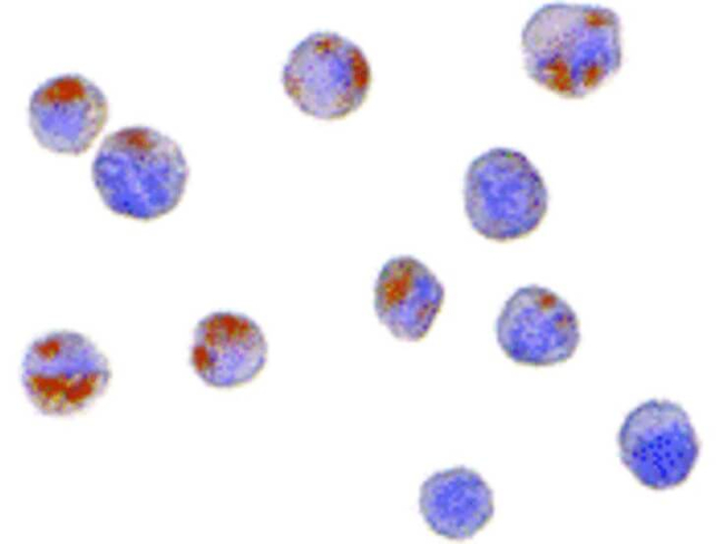 CTRP6 Antibody in Immunocytochemistry (ICC/IF)