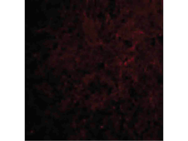 CTRP6 Antibody in Immunocytochemistry (ICC/IF)