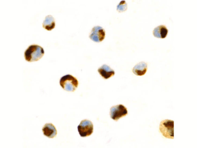CTRP7 Antibody in Immunocytochemistry (ICC/IF)