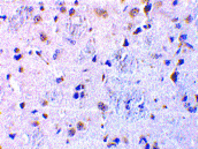 CTRP7 Antibody in Immunohistochemistry (Paraffin) (IHC (P))