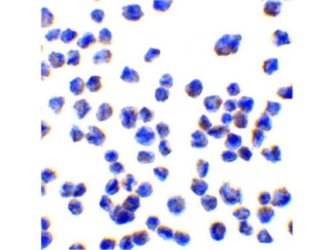 CTRP7 Antibody in Immunocytochemistry (ICC/IF)