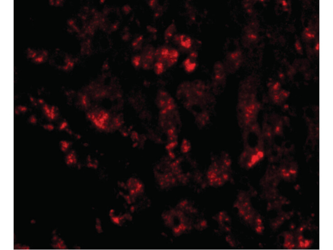 CUEDC1 Antibody in Immunocytochemistry (ICC/IF)
