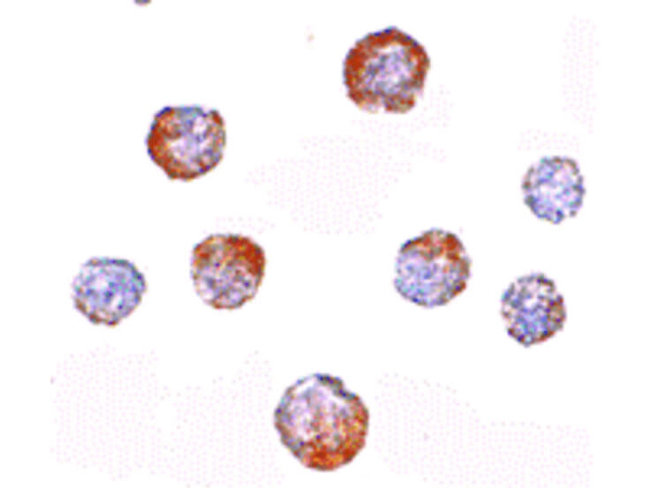 CUEDC2 Antibody in Immunocytochemistry (ICC/IF)