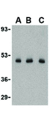 CX3CL1 Antibody in Western Blot (WB)