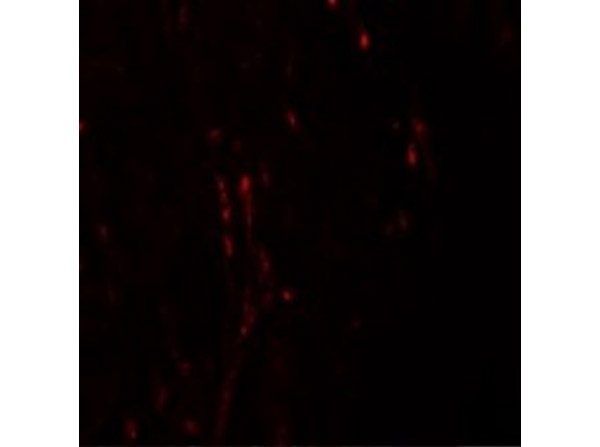 CXXC5 Antibody in Immunocytochemistry (ICC/IF)