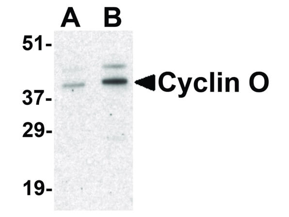 Cyclin O Antibody in Western Blot (WB)
