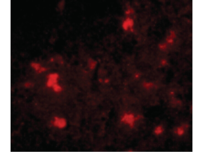 Dact2 Antibody in Immunocytochemistry (ICC/IF)
