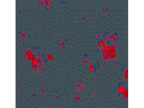 DcR1 Antibody in Immunocytochemistry (ICC/IF)