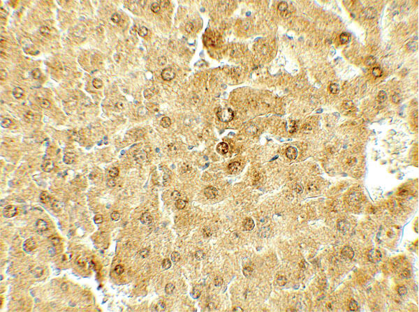 DEPTOR Antibody in Immunohistochemistry (Paraffin) (IHC (P))