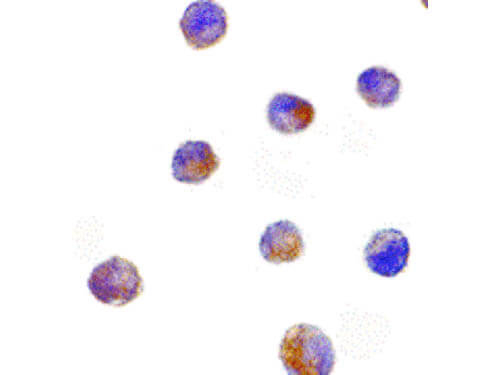DFF40 Antibody in Immunocytochemistry (ICC/IF)