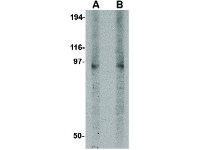 DISC1 Antibody in Western Blot (WB)