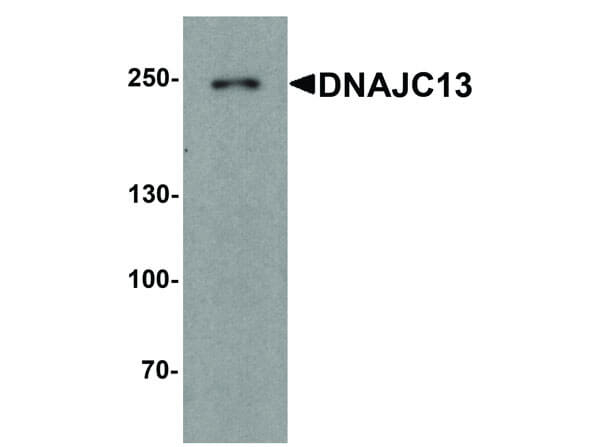 DNAJC13 Antibody in Western Blot (WB)