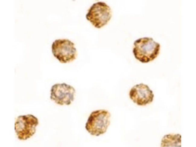 DNAL1 Antibody in Immunocytochemistry (ICC/IF)