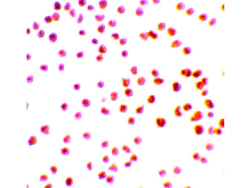 DRAK1 Antibody in Immunocytochemistry (ICC/IF)