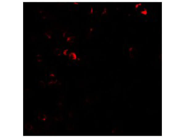 E2F3 Antibody in Immunocytochemistry (ICC/IF)