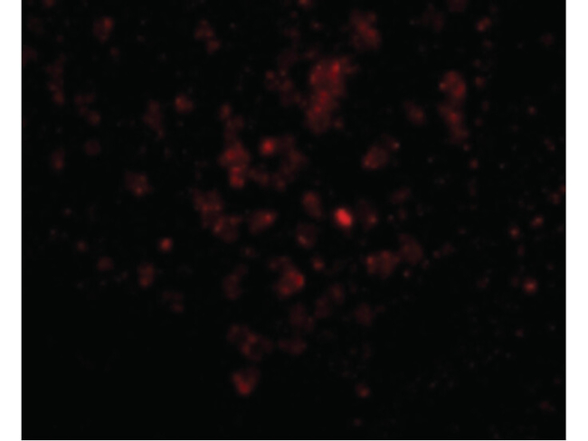 EBI3 Antibody in Immunocytochemistry (ICC/IF)