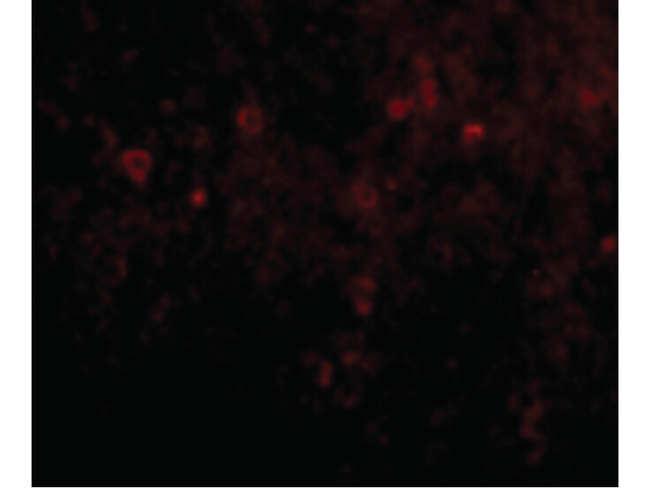 EBI3 Antibody in Immunocytochemistry (ICC/IF)
