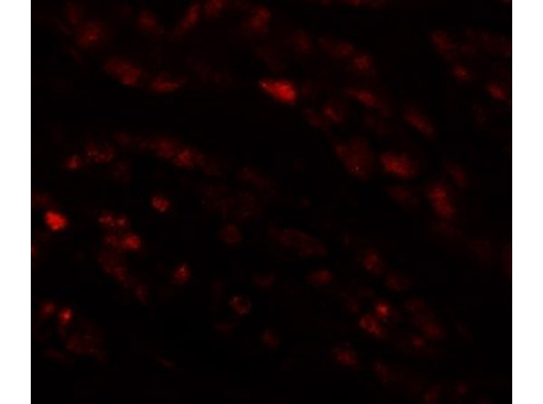 EFCAB4B Antibody in Immunocytochemistry (ICC/IF)