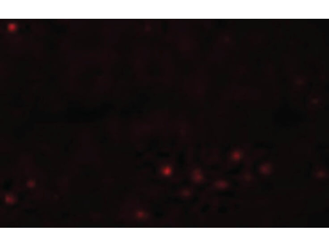EFHD1 Antibody in Immunocytochemistry (ICC/IF)