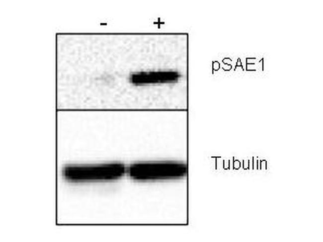Phospho-SAE1 (Ser185) Antibody in Western Blot (WB)