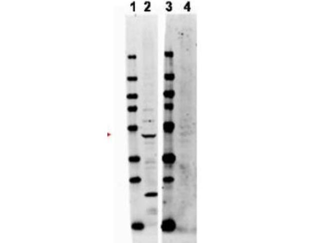 TRAF2 Antibody in Western Blot (WB)