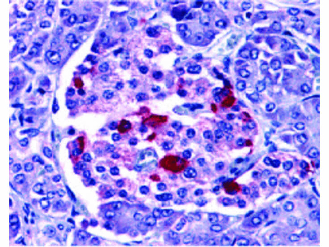 EndoG Antibody in Immunohistochemistry (Paraffin) (IHC (P))