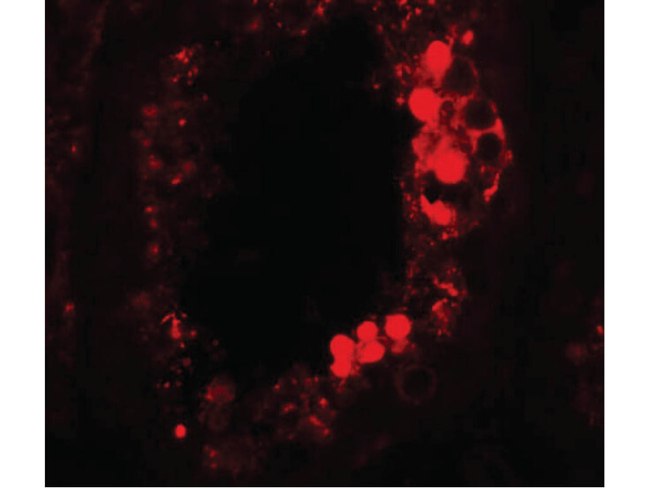 ESX1 Antibody in Immunocytochemistry (ICC/IF)