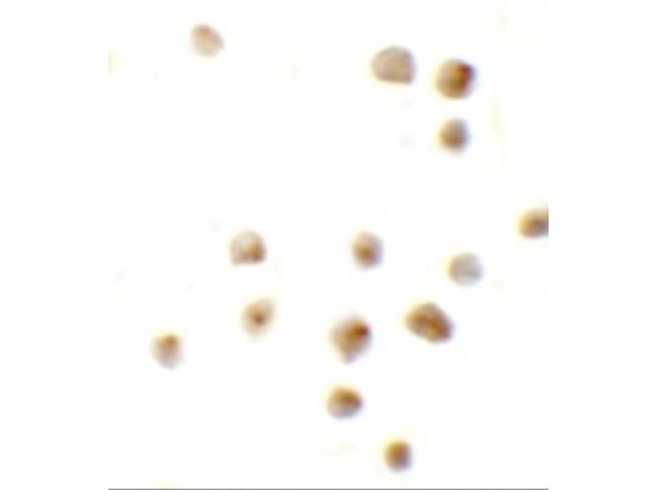 EZH2 Antibody in Immunocytochemistry (ICC/IF)