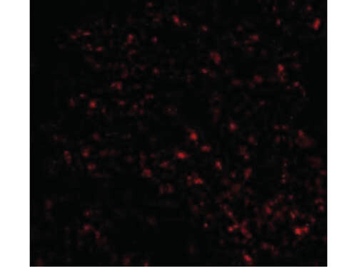 F1A alpha Antibody in Immunocytochemistry (ICC/IF)