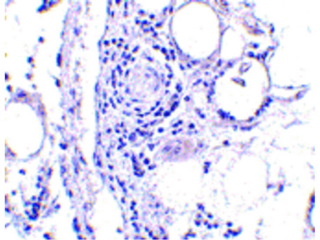 FABP7 Antibody in Immunohistochemistry (Paraffin) (IHC (P))