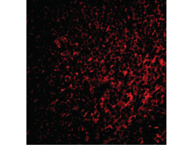 FAF1 Antibody in Immunocytochemistry (ICC/IF)