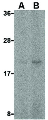 FAIM Antibody in Western Blot (WB)