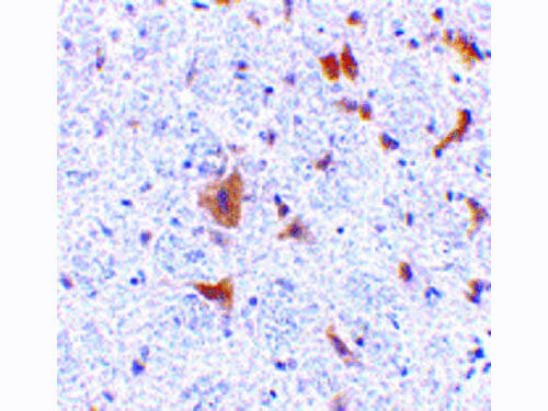 FAIM2 Antibody in Immunohistochemistry (Paraffin) (IHC (P))