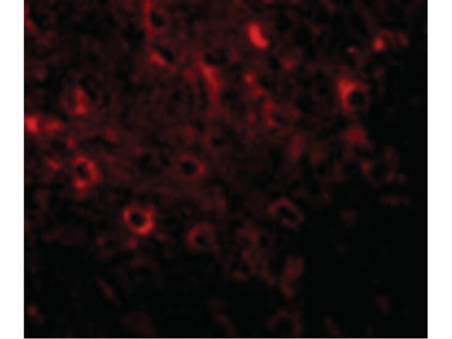 FAM120A Antibody in Immunocytochemistry (ICC/IF)