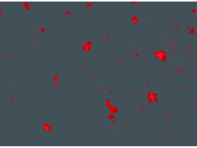 FEZ2 Antibody in Immunocytochemistry (ICC/IF)