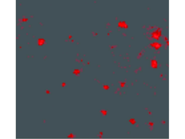 FEZ2 Antibody in Immunocytochemistry (ICC/IF)