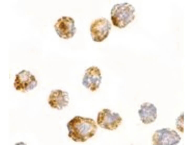 FGF4 Antibody in Immunocytochemistry (ICC/IF)