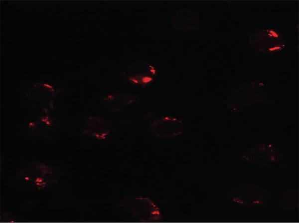 FKBP12 Antibody in Immunocytochemistry (ICC/IF)