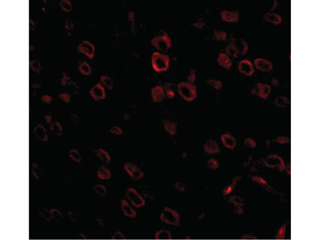 FKBP15 Antibody in Immunocytochemistry (ICC/IF)