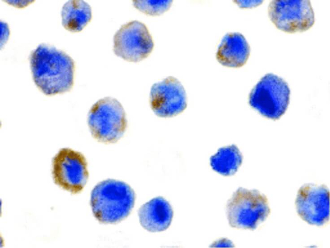 FLIP Antibody in Immunocytochemistry (ICC/IF)