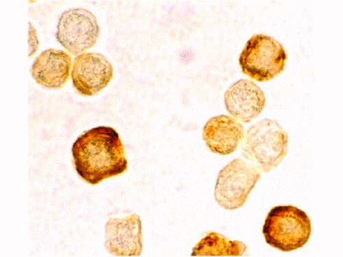 FLIP Antibody in Immunocytochemistry (ICC/IF)