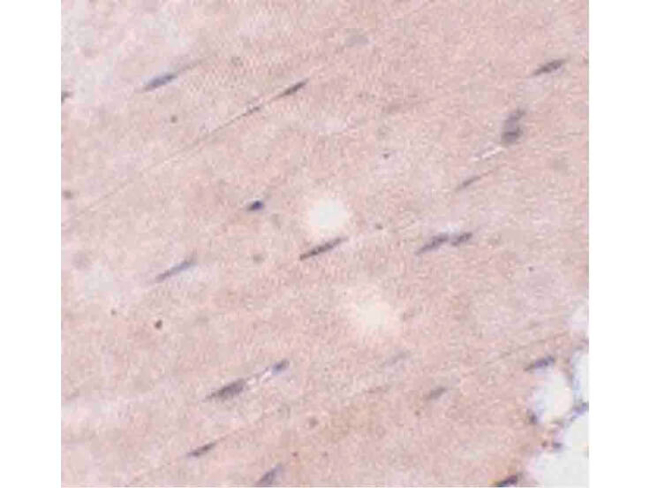 FNIP2 Antibody in Immunohistochemistry (Paraffin) (IHC (P))