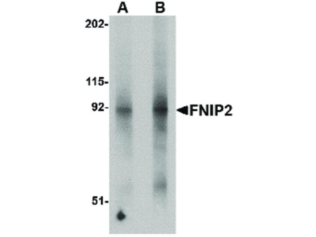 FNIP2 Antibody in Western Blot (WB)
