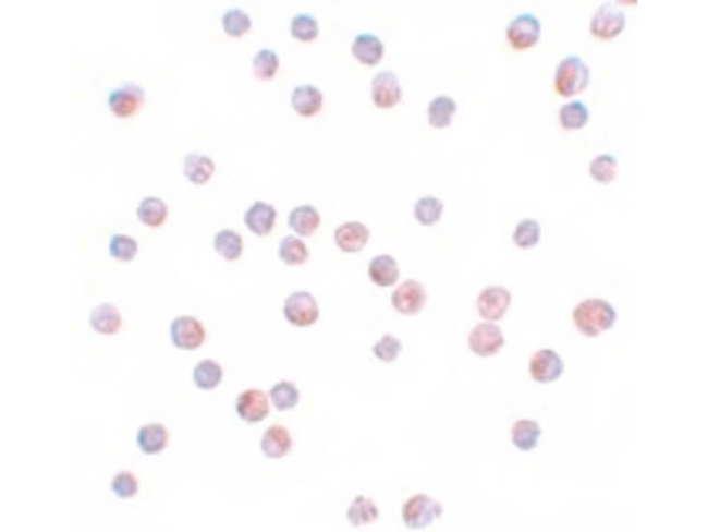 FOXO4 Antibody in Immunocytochemistry (ICC/IF)