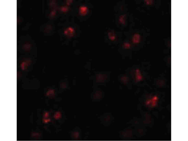 FRMPD1 Antibody in Immunocytochemistry (ICC/IF)