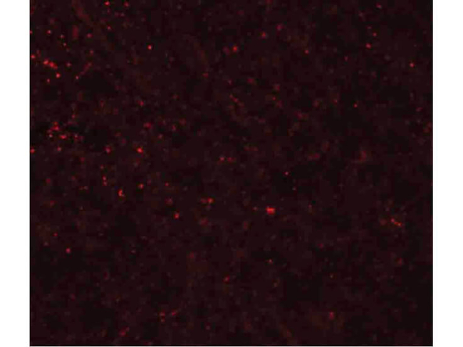 FRMPD3 Antibody in Immunocytochemistry (ICC/IF)